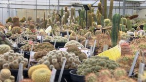 Inside Kew Garden's secretive tropical nursery - BBC London News