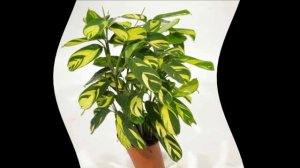 Ктенанта  уход