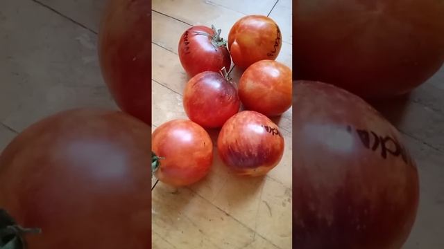 Самый лучший в мире томат 2022 г.! Высокоурожайный и супер сладкий томат сорт Сержант Паскаль! смотреть онлайн