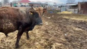 Откорм бычков. Вздутие живота