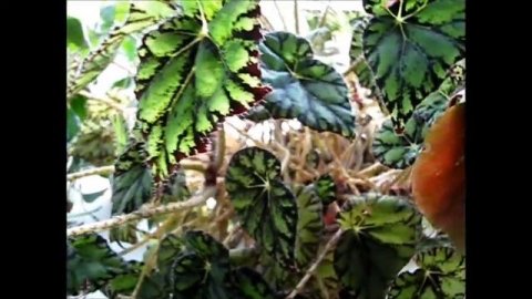 БЕГОНИЯ ДЕКОРАТИВНОЛИСТВЕННАЯ и ДЕКОРАТИВНОЦВЕТУЩАЯ