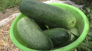 ТРИ ДНЯ НЕ БЫЛИ НА ОГОРОДЕ!!! И вот что произошло! БЕЛЫЙ ГРИБ В КЛЯРЕ