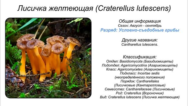 20 ВИДОВ УСЛОВНО СЪЕДОБНЫХ ГРИБОВ