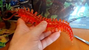 Scolopendra. Сколопендра. Тянучка из Магнита