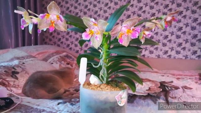 Эстафета🌹от канала  Марина "калейдоскоп" 😘 ответы на вопросы.