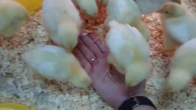 Приключения Юли и Артёма смотреть онлайн