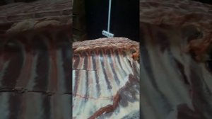 РАЗДЕЛКА ГОВЯДИНЫ (РЁБРА)