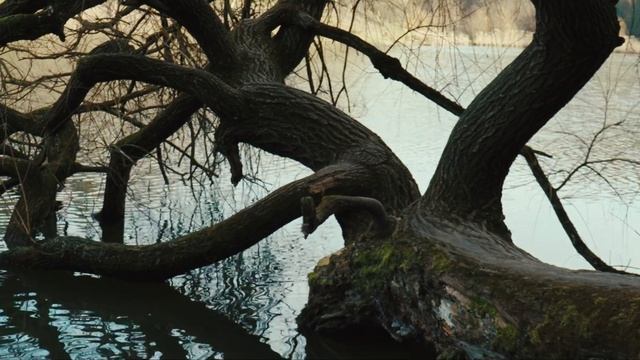 Canon EOS 250D 4K test video смотреть онлайн