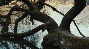 Canon EOS 250D 4K test video