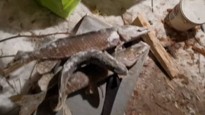 @готовка таежной ухи из щуки и окуня , ням ням !!!