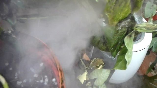 Наша оранжерея — Серия 2 — Тропики и орхидеи смотреть онлайн