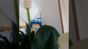 Спатифиллум из семян