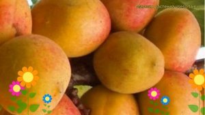 Абрикос обыкновенный Компотный. Краткий обзор, описание характеристик prunus armeniaca Kompotnyi