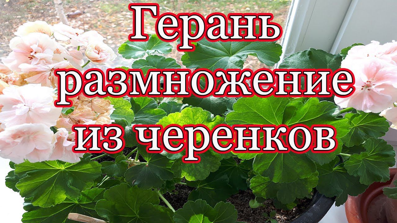 Черенкование ПЕЛАРГОНИИ   ГЕРАНЬ результат укоренения   Пеларгония  размножение черенками
