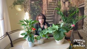 Почему сохнут кончики листьев у комнатных растений? Что делать?