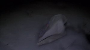 Рыбалка на налима. КРУПНЫЙ НАЛИМ на Ангаре с берега на закидушки. Ч. II