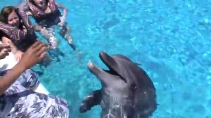 В бассейне с дельфином. In the pool with a dolphin