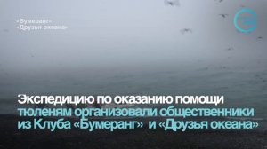 Морских котиков освободили от ошейников из пластикового мусора