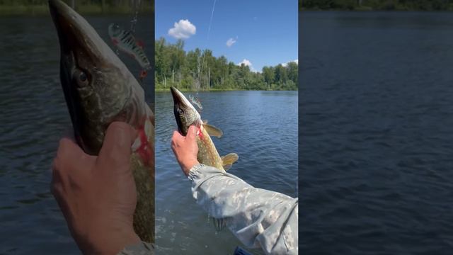 Второй день рыбалки на озере Рибшево