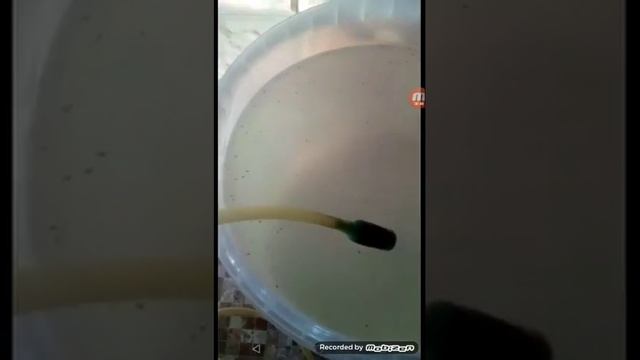 Мальки петушка 12дней смотреть онлайн