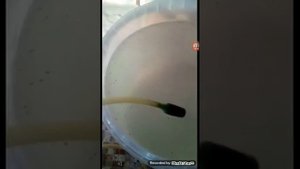 Мальки петушка 12дней