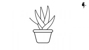 HOW TO DRAW ALOE VERA