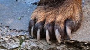 Млекопитающие Внешнее строение