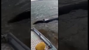 Киты касатки застряли на мелководье в Амурском лимане.