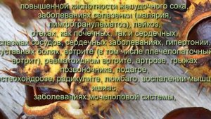 Чем полезен каштан конский?