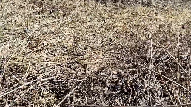 Купили участок в #снт . Первые работы на участке. Что дают в кафе "Компот" смотреть онлайн