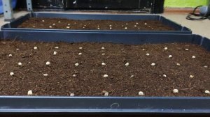 Как посадить настурцию. ТОП 1 способ как сажать всю микрозелень