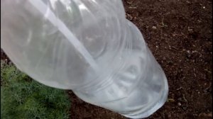 КАК ЗАЩИТИТЬ УКРОП ОТ ТЛИ//Работы в огороде