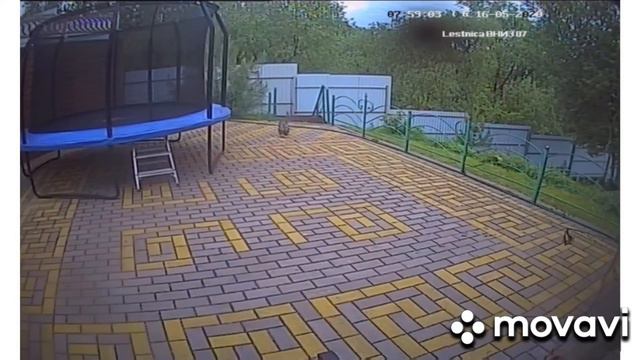 Заяц на даче смотреть онлайн