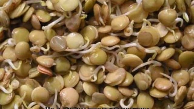 Как прорастить чечевицу