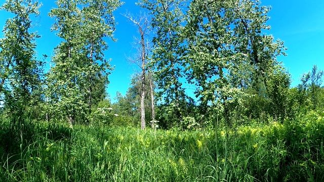 звуки леса пение птиц успокаивающая летняя атмосфера релакс russia kuzbass смотреть онлайн