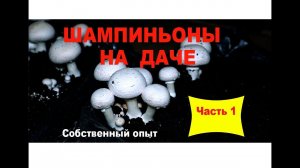 Шампиньоны на даче. Часть 1. Общий обзор