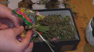 Распаковка посылки с цветочным добром. Распаковала и из сил вон.