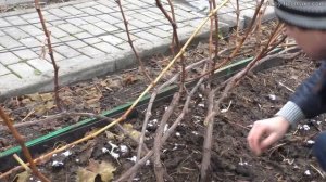 Обрезка виноград на двухплоскостной шпалеры- легко и быстро.