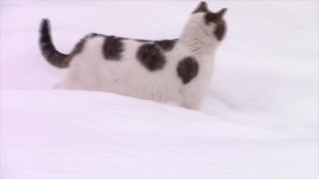 Борьба со снегом в деревне продолжается смотреть онлайн