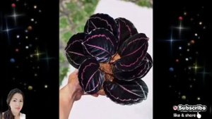 Calathea Dottie
