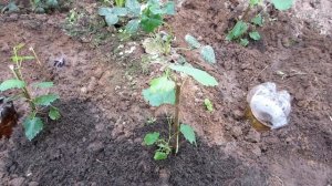 Виноград из косточки.Размножение винограда. Высадка саженцев винограда из косточки в теплицу.