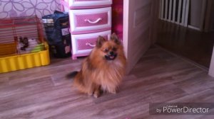 VLOG: иду в зоомагазин // гуляю с собакой//покупки из зоомагазина