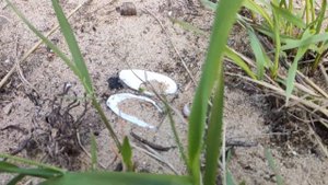 Река Держа в середине мая