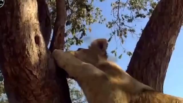 ЖЕСТОКАЯ СХВАТКА ЛЬВОВ ПРОТИВ CТАИ БАБУИНОВ REAL FIGHT смотреть онлайн