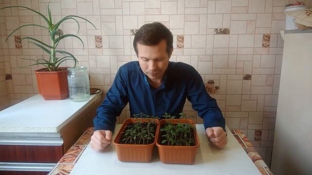 Подкормка рассады томатов.Когда проводить первую подкормку