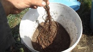 Саженцы винограда с "семена-с-сибири.рф" Сорта Кодрянка, Мускат Донской, Памяти Домбковской, Тукай.