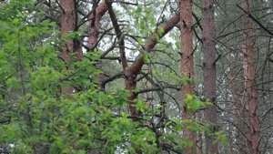 Ленивый турист. Ведьмин Лес. Выпуск 2.