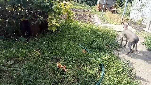 На лугу пасутся... смотреть онлайн