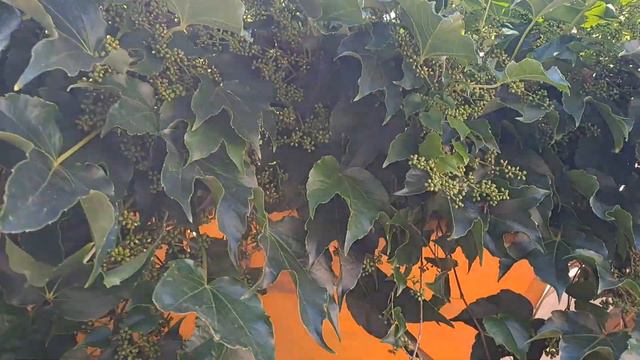 пчела что-то собирает с плюща смотреть онлайн