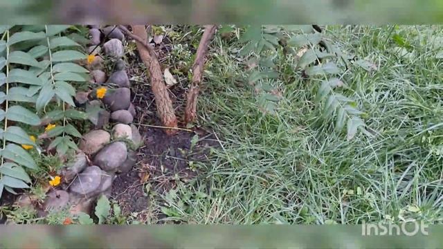 пирог шарлотка. смотреть онлайн